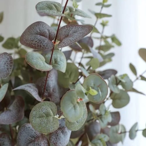 غصن أوراق الأوكالبتوس