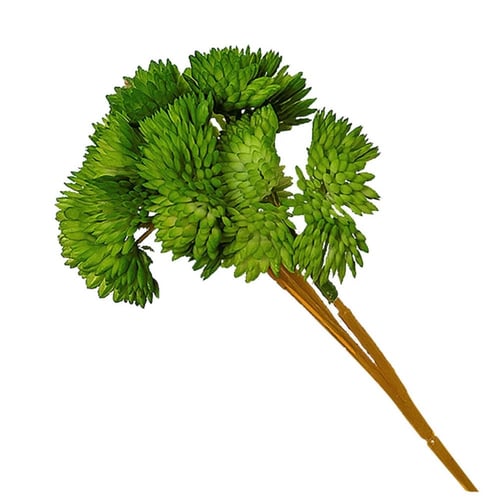 زهرة الأرز الكوبيه