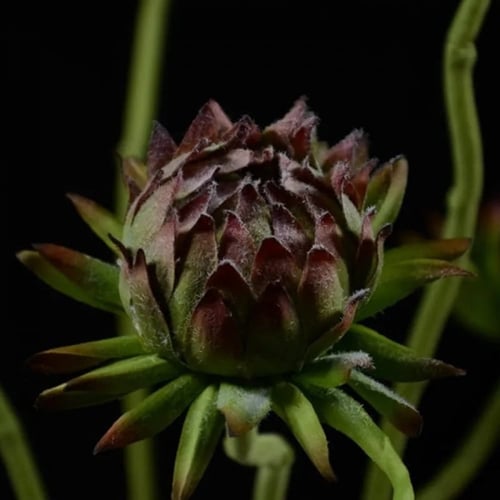 أزهار الخرشوف.