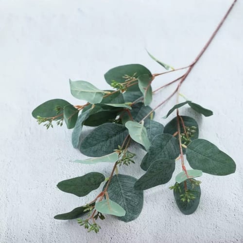 جذع أوراق الأوكالبتوس مع توت