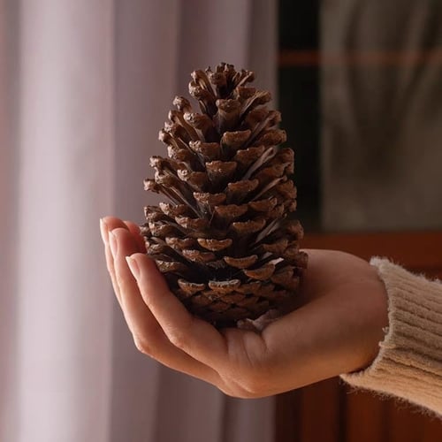 اكواز صنوبر طبيعية صغيره