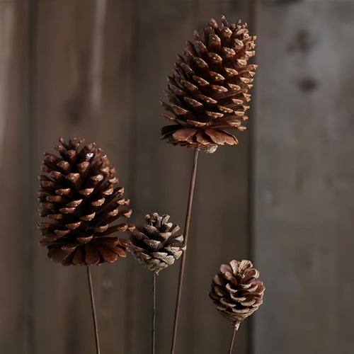 اكواز صنوبر طبيعية صغيره