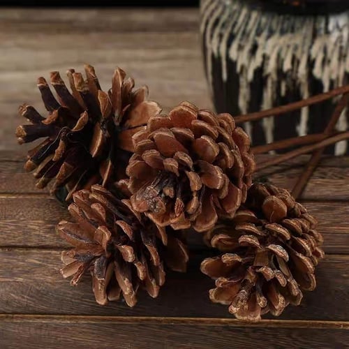 اكواز صنوبر طبيعية