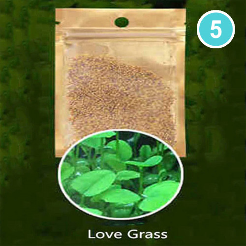 بذور نباتات احواض السمك نوع 5 Love Grass