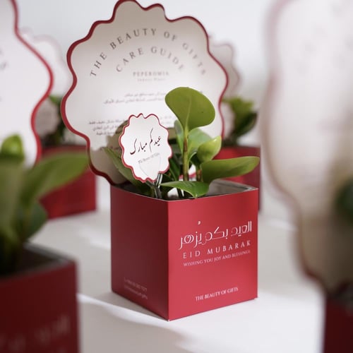 عيدية نبتة الببروميا | PEPEROMIA GIFT