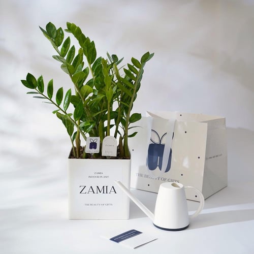 نبتة الزاميا | Zamia Plant