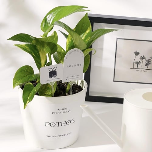 هدية البدايات الجديدة | New Beginnings Gift