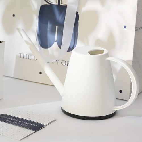 نبتة الزاميا | Zamia Plant