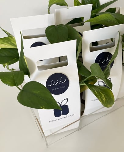 عيدية نبتة البوتس | Pothos Gift