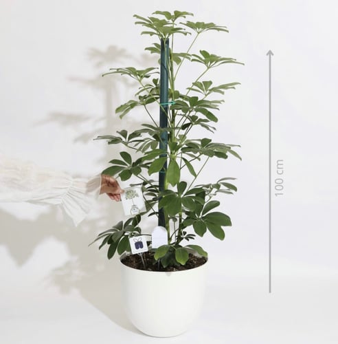 نبتة شفليرا كبيرة ‏SCHEFFLERA PLANT