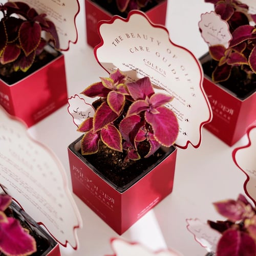 عيدية نبتة السجاد | COLEUS GIFT