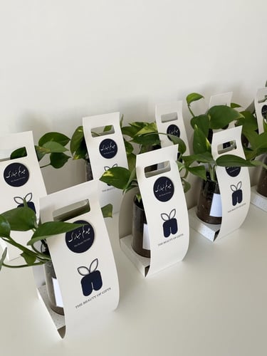 عيدية نبتة البوتس | Pothos Gift