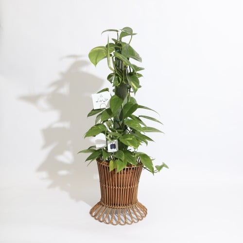 ‏ نبتة بوتس متسلق ‏POTHOS PLANT