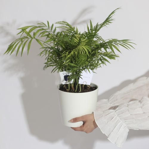 ‏ نبتة نخيل الاريكا ‏ARECA PLANT