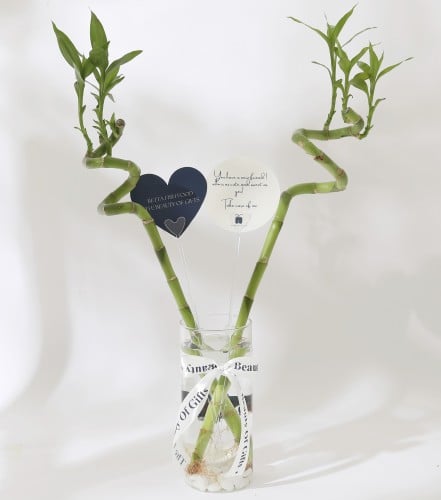 Bamboo Vase And Betta Fish فازة ساق البامبو وسمكة...