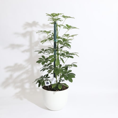نبتة شفليرا كبيرة ‏SCHEFFLERA PLANT