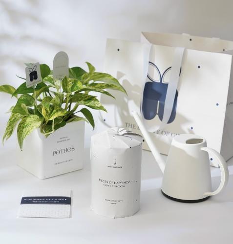 نبتة البوتس وترافل شوكولاتة | Pothos & Chocolate T...