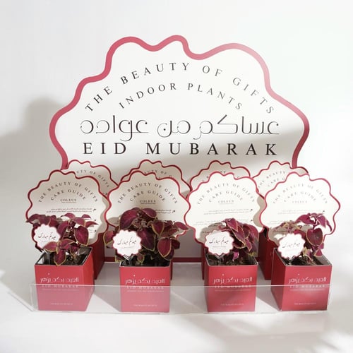 مجموعة نباتات السجاد | COLEUS