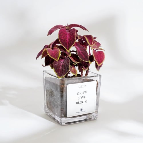 عيدية نبتة السجاد | COLEUS GIFT