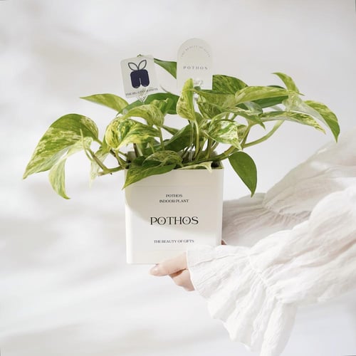 نبتة البوتس وترافل شوكولاتة | Pothos & Chocolate T...