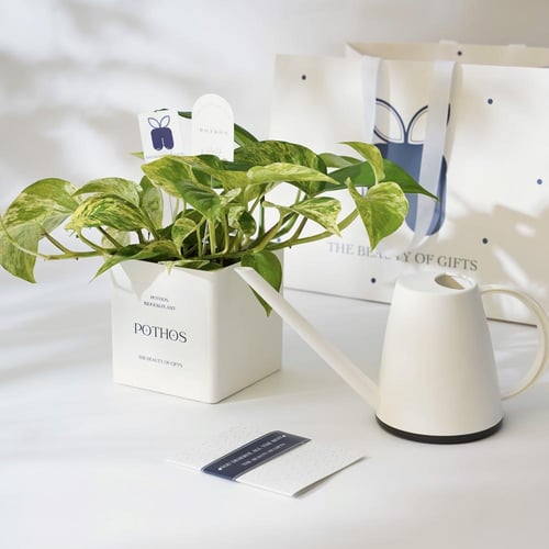 نبتة البوتس | Pothos Gift