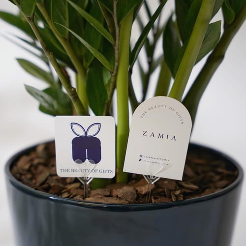 نبتة زاميا | Zamia Gift