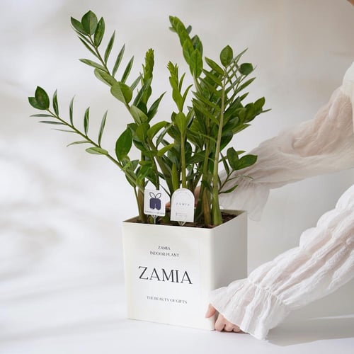 نبتة الزاميا | Zamia Plant