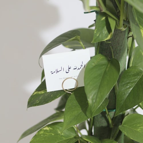 ‏ نبتة بوتس متسلق ‏POTHOS PLANT