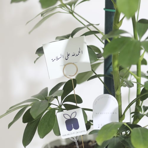 نبتة شفليرا كبيرة ‏SCHEFFLERA PLANT