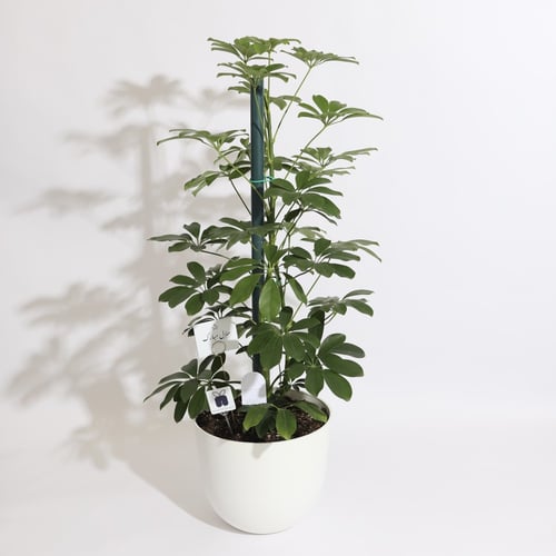 نبتة شفليرا كبيرة ‏SCHEFFLERA PLANT