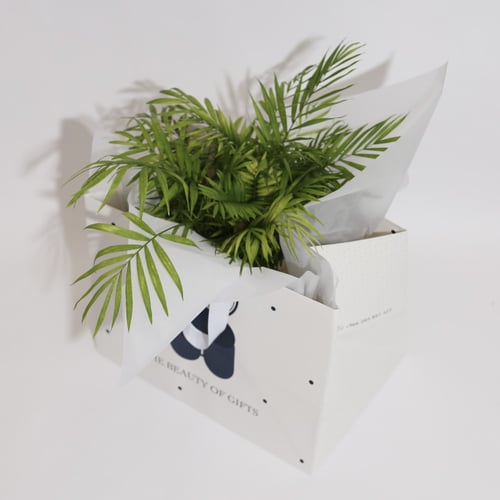 ‏ نبتة نخيل الاريكا ‏ARECA PLANT