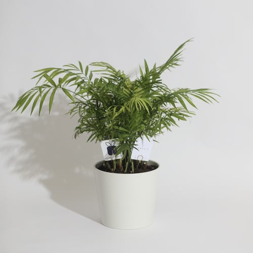 ‏ نبتة نخيل الاريكا ‏ARECA PLANT