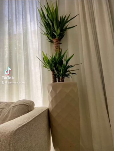 نبتة يوكا كبيرة