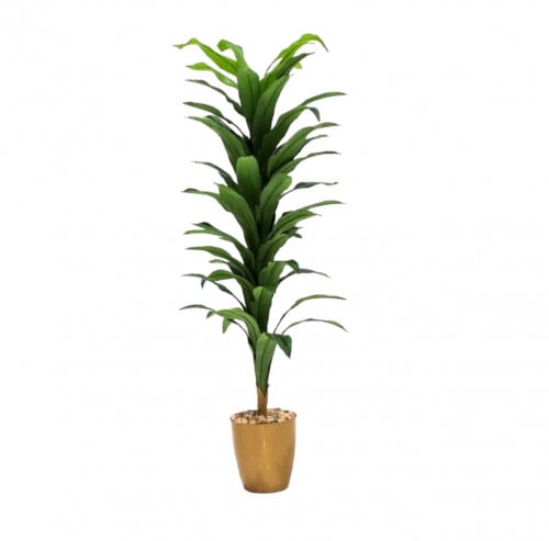 شجر مركن ذهبي مقاس 150 سم