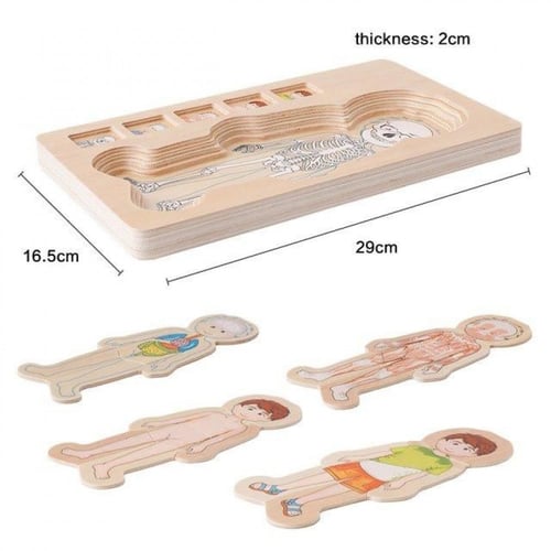 بازل أجهزة الجسم