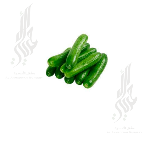 بذور خيار 10 جم ( 400 بذره تقريباً )