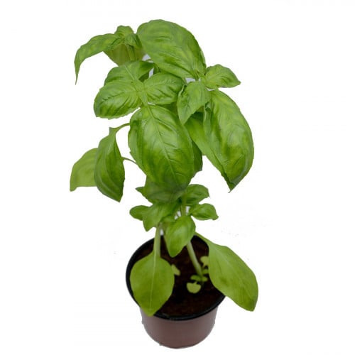 شتلة ريحان ايطالي مركن 9