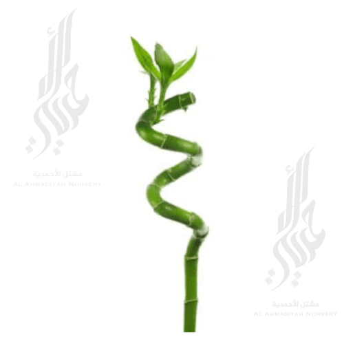 اعواد البامبو 80 سم (عود واحد)