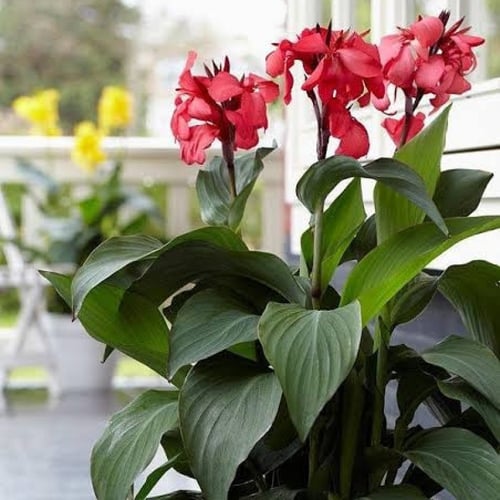 كنا هندي (لون الورده أحمر) 50 بذره