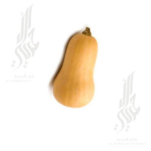 بذور القرع الأمريكي ( 120 بذره )