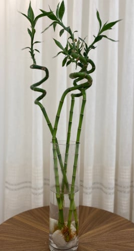 اعواد البامبو مع حوض زجاجي شفاف