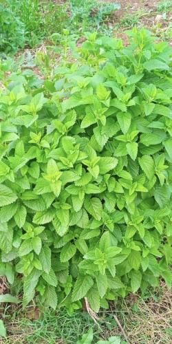 بذور المليسا او حشيشة النحل