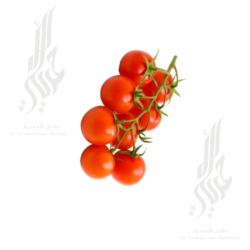 بذور طماطم شيري F1 ( 50 بذره )