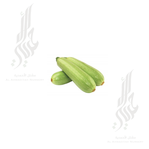 بذور كوسا امريكي ( 120 بذره )