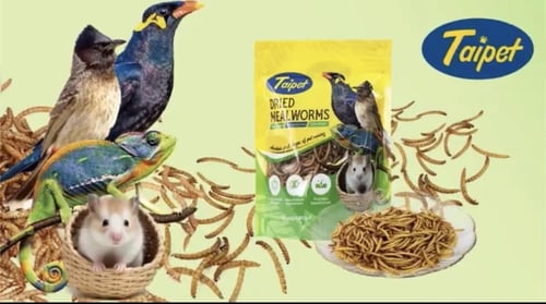 دود ديدان قبابي مجفف 100 g