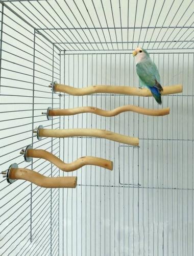 مجثم خشبي طبيعي ملائم للطيور