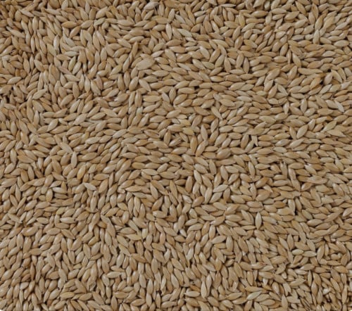 اكل كناري ساده 1كيلو كيس شفاف