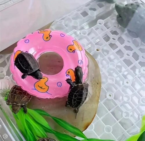 حلقة سباحة صغيرة بمقاس مرح مناسب للببغاوات الصغيرة...