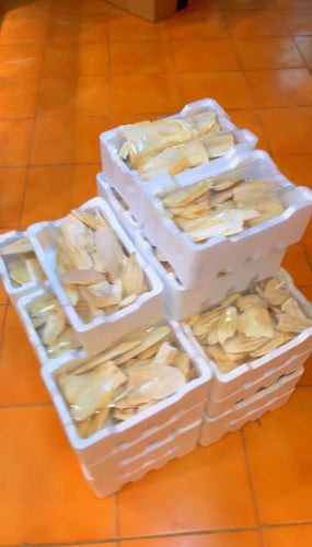 عضم حبار فلين مشكل كامل ومكسر