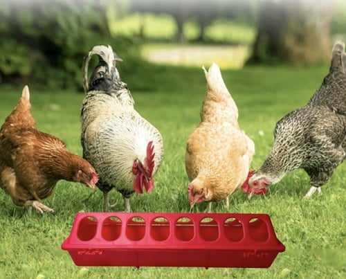 وعاء تغذية دواجن
